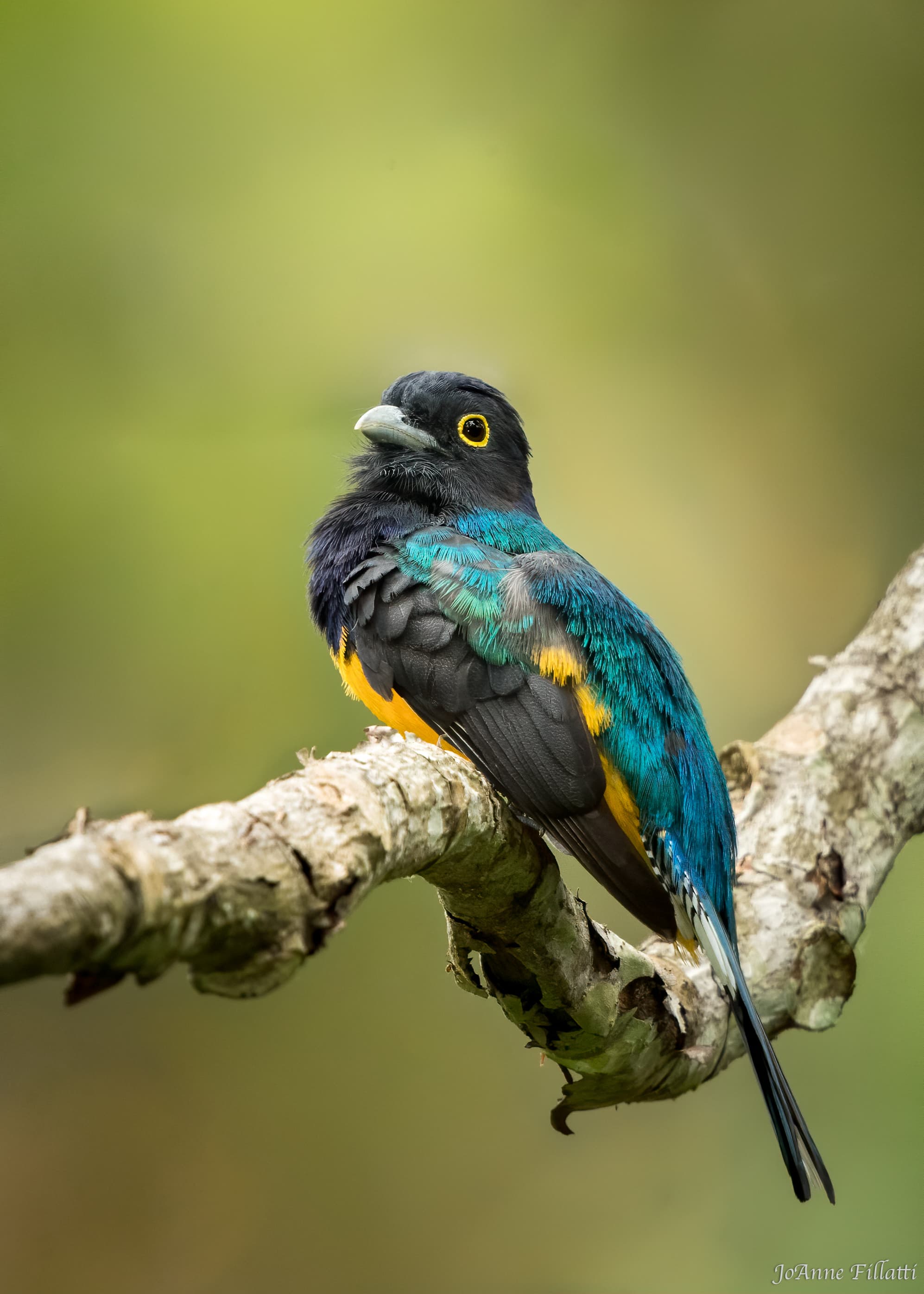 A violaceous trogan perched on a branch